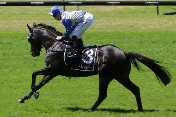 Dark Destroyer ready to kick off Queensland campaign