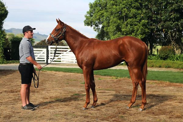 Quality Pedigrees Found in NZB National Online Yearling Sale