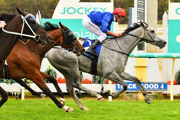 The Cunning Fox St Leger bound