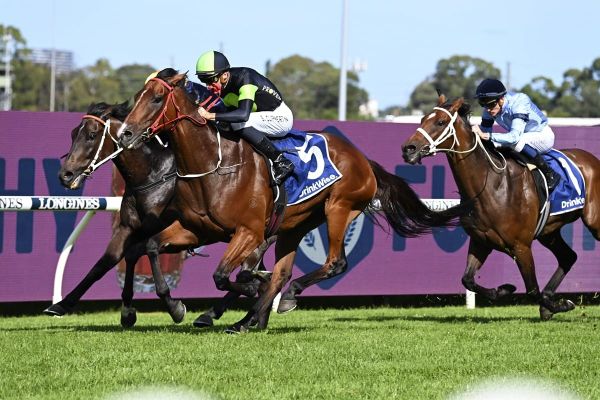Kiwi-bred’s stocks rise with wet weather