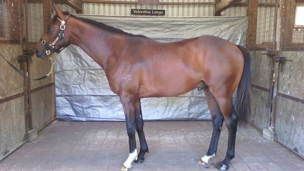 NZB National Online Yearling Sale concludes Wednesday