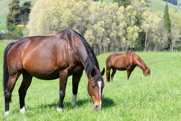 2022 National Online Broodmare Sale on Gavelhouse Plus