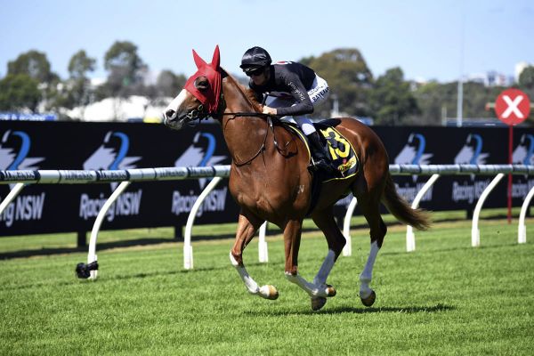 Sargent hoping to toast with Gin Martini