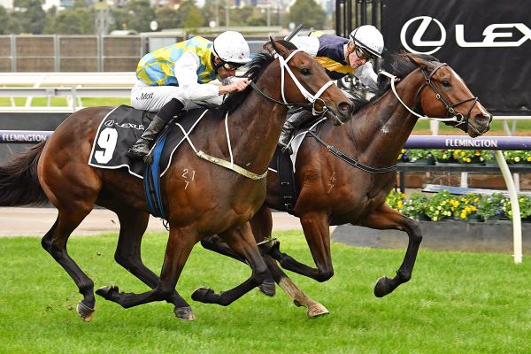 Stayer provides Shock result at Flemington