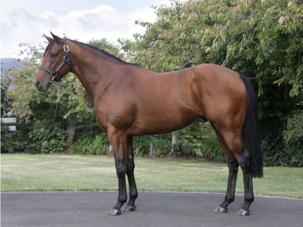 Freshman Flair Set to Debut at National Weanling Sale