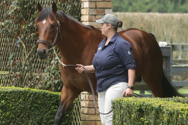 <strong>Windsor Park Stud Yearling Sale and Sports Luncheon<br><br></strong><strong></strong>