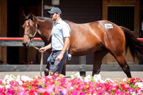 Bespoke Valachi Downs Offering in Weanling Supplementary Catalogue