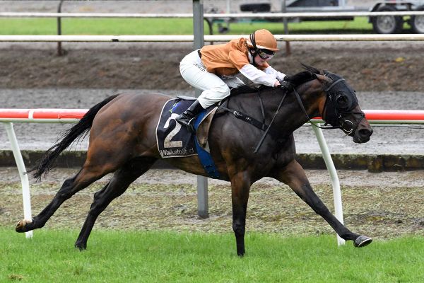 Mare cherry ripe for Tauranga
