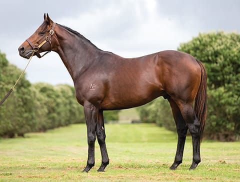 Dashing Triumph a debut winner