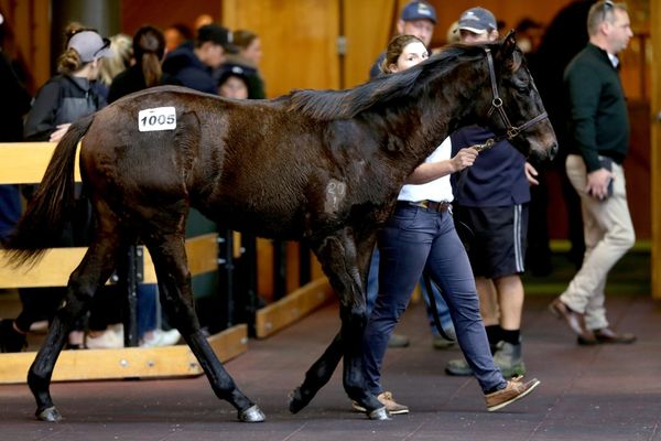 Karaka Sale Ring Alight at National Weanling Sale