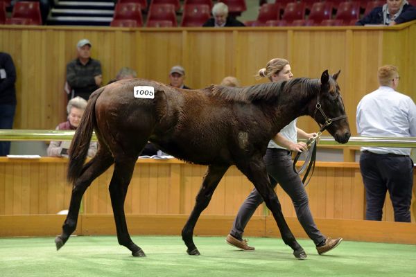 Valachi Downs finish on a high at Karaka