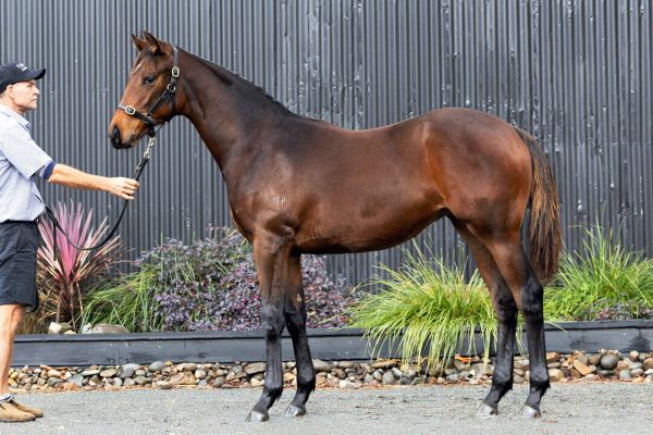 Highline Thoroughbreds offer first weanling draft