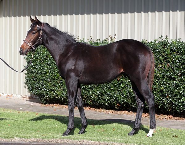 Haunui draft primed for weanling sale