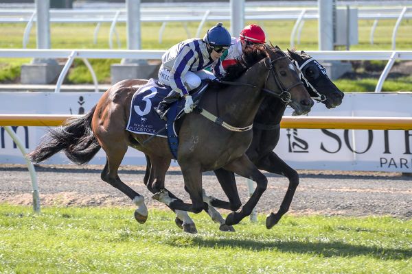 Bargain buy Original Gangster primed for Amberley Cup