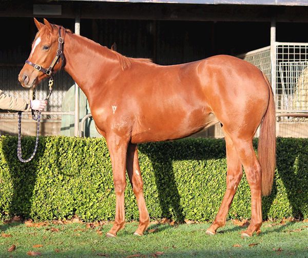 Valachi Downs young guns on offer