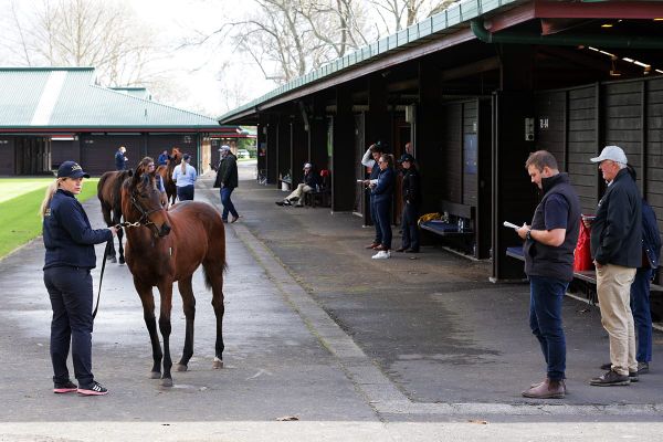 Kneebone buoyant about Weanling Sale