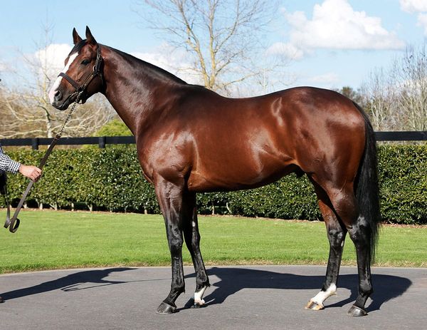 Oaks target for Belardo filly