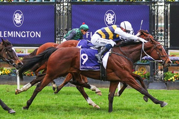 Cup dream with Hezashocka