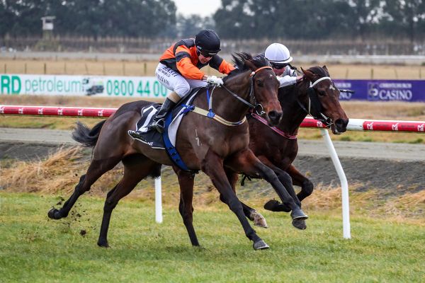 Lord Darci on trial for Winter Cup