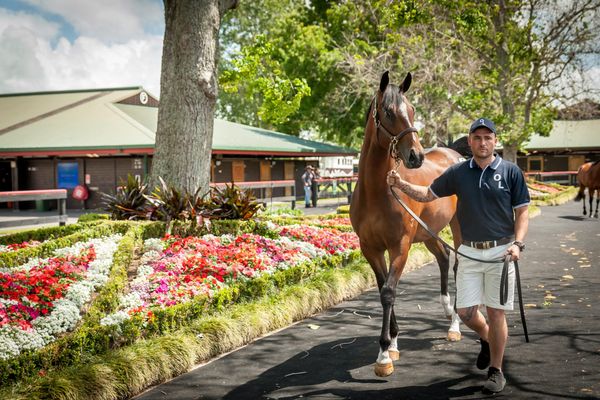 Entries Open for NZB Ready to Run Sale