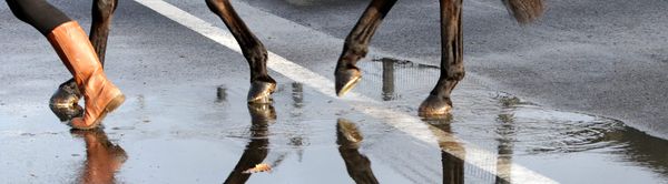 Levin Meeting Cancelled/Ryder Stakes to Te Rapa