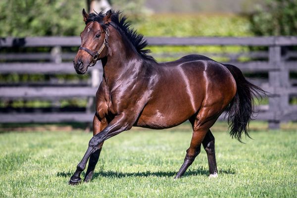 Ribchester to return to Haunui Farm in 2023