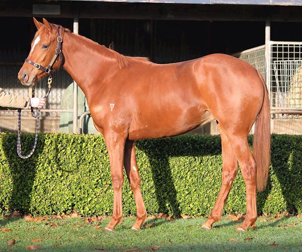 Baggy Green the headline act again in Valachi Downs dispersal