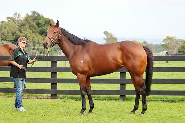 National Online Breeding Stock Sale locked in for July