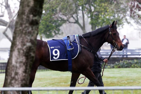 Tarzino target for Catalyst