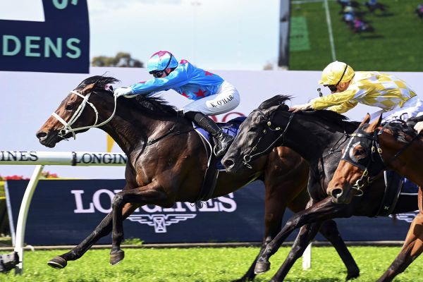 Almanzor colt successful at Rosehill