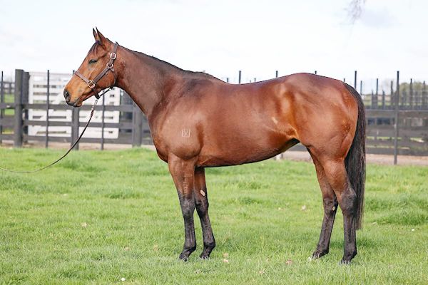 Stakes placed maiden Naval Fleet online now