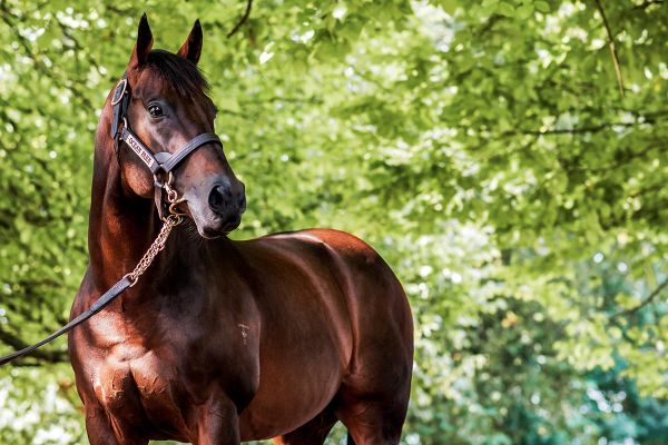 2022 Waikato stallion tour