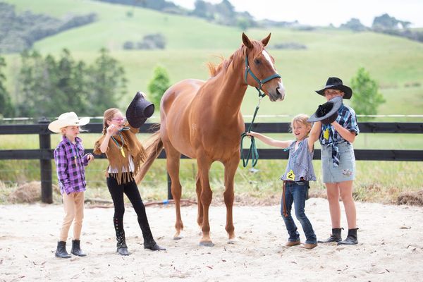 Retired Go Racing horses in healing role