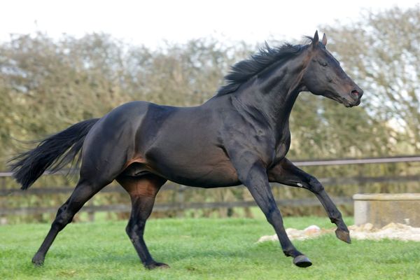 Vadamos crowned champion second season sire
