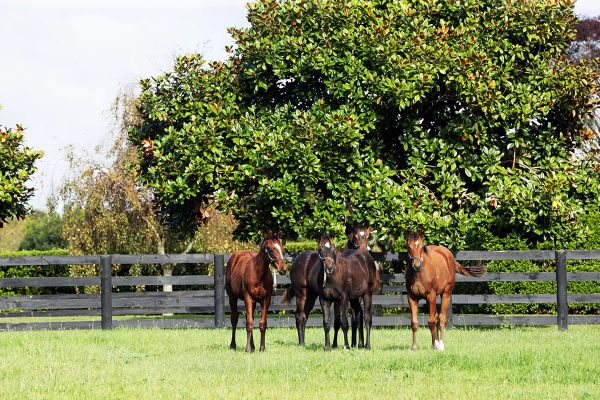 NZTBA Group One Awards