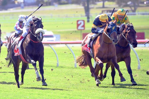 Kiwi-breds go bang at Sandown