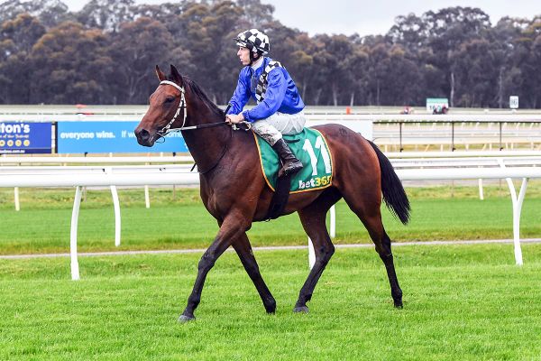 Trio of winners for Almanzor