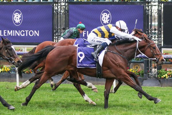 Doomben Cup bid for Hezashocka