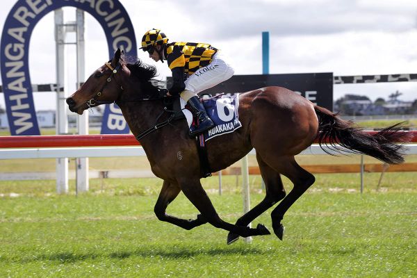 Perfect start for Cambridge Stud stallion