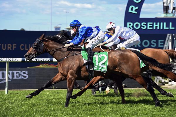 Early spring success for improving Pink Ivory