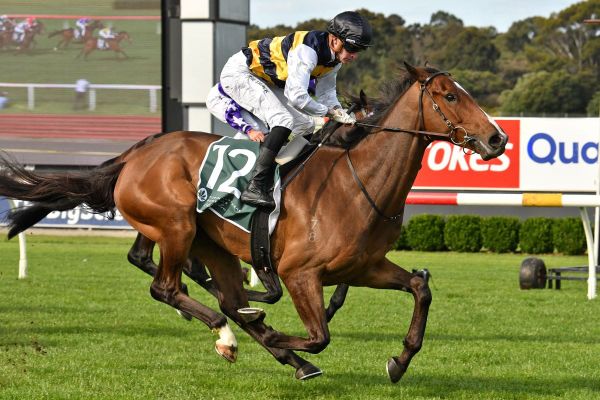 Regal Lion stars at Sandown
