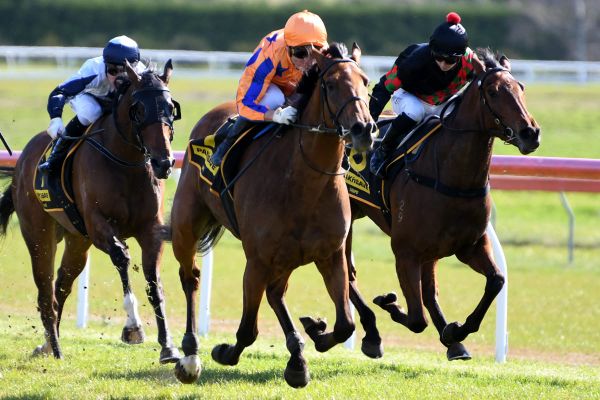 Stella Splendida impresses on debut