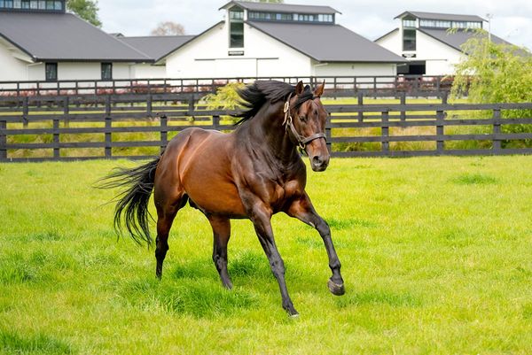 Almanzor making fine Group One impression