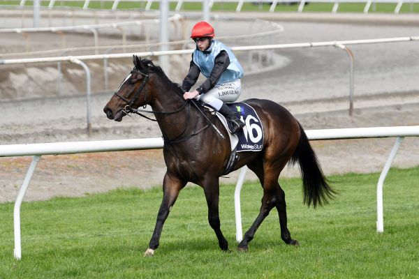Guineas ball in Battle Sound’s court