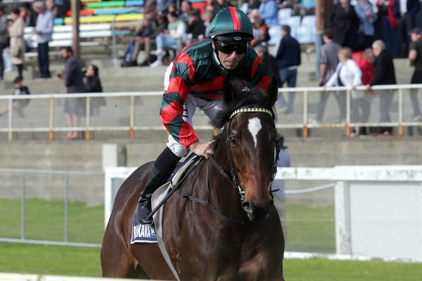 Dragon Leap back in NZ