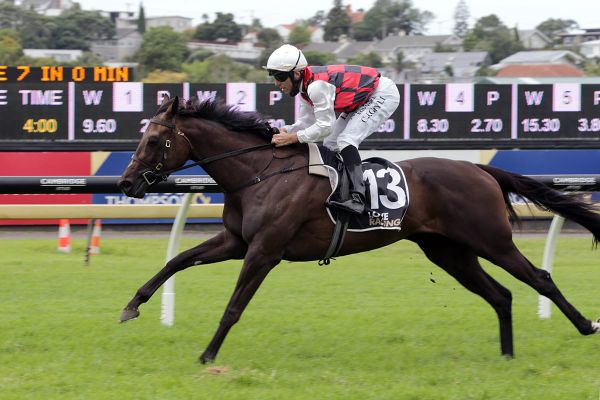 Grylls wings it ahead of big Matamata raceday