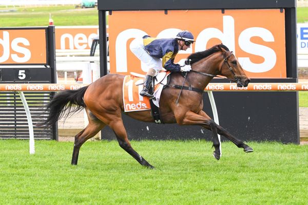 Tavi defies pedigree in maiden win