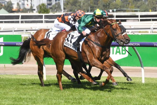 Moroney mare ready to Roch at The Valley