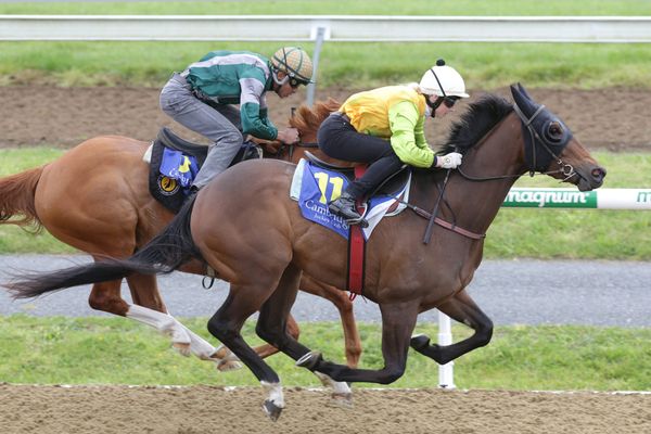 Alfriston looks for Bonecrusher reward after bold 2000 Guineas effort