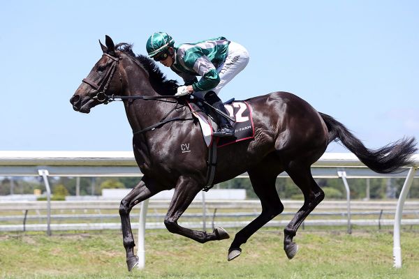 Australian Bloodstock acquires Bellatrix Black